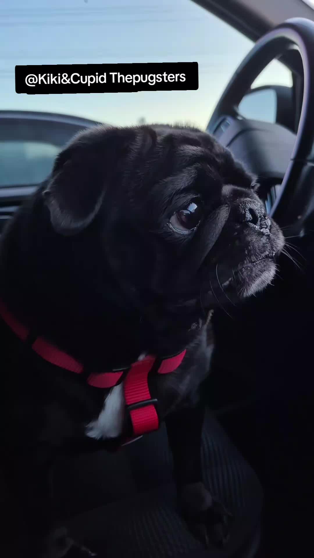 @Kiki&Cupid Thepugster
