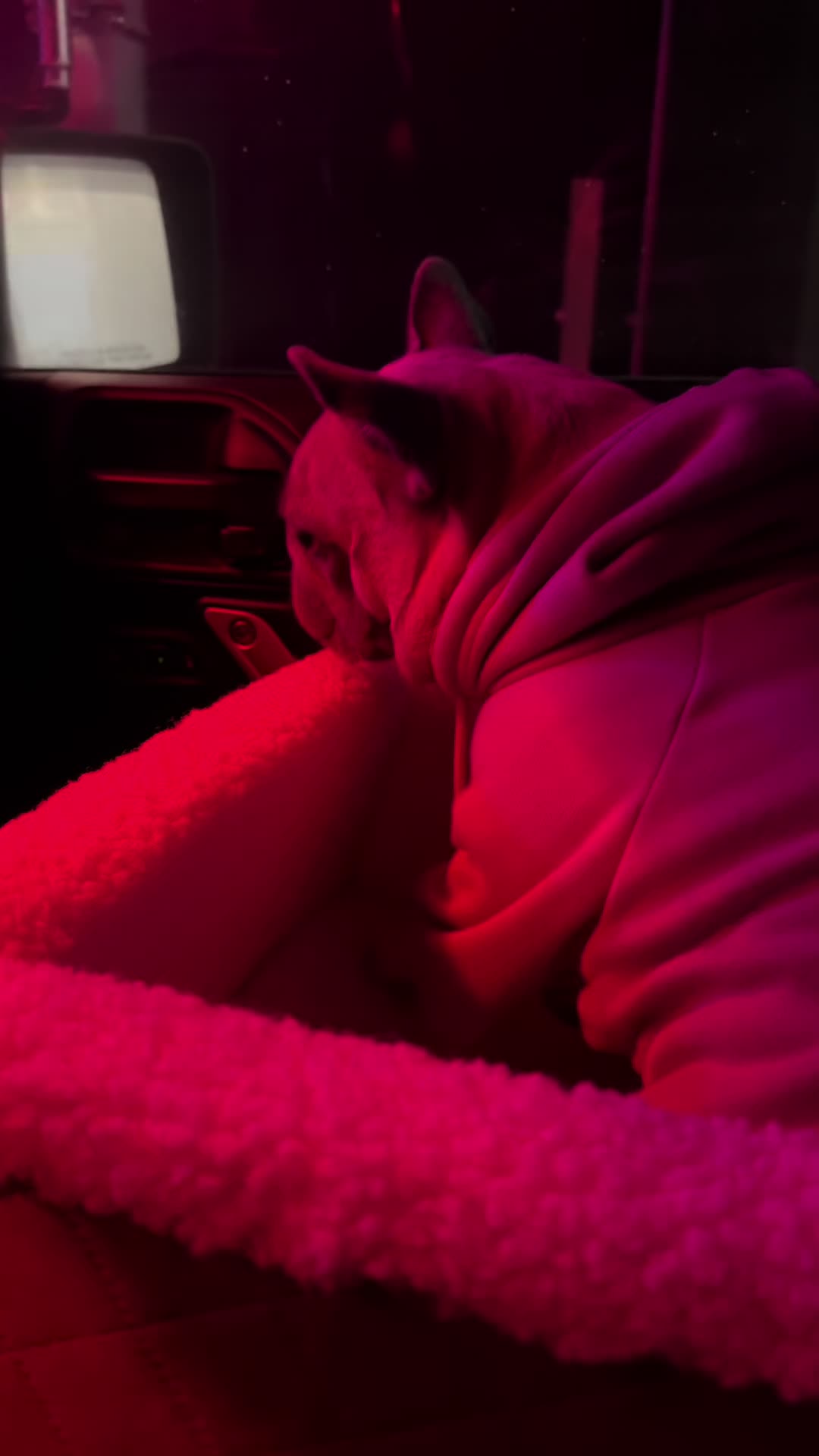 @mavisthefrenchie