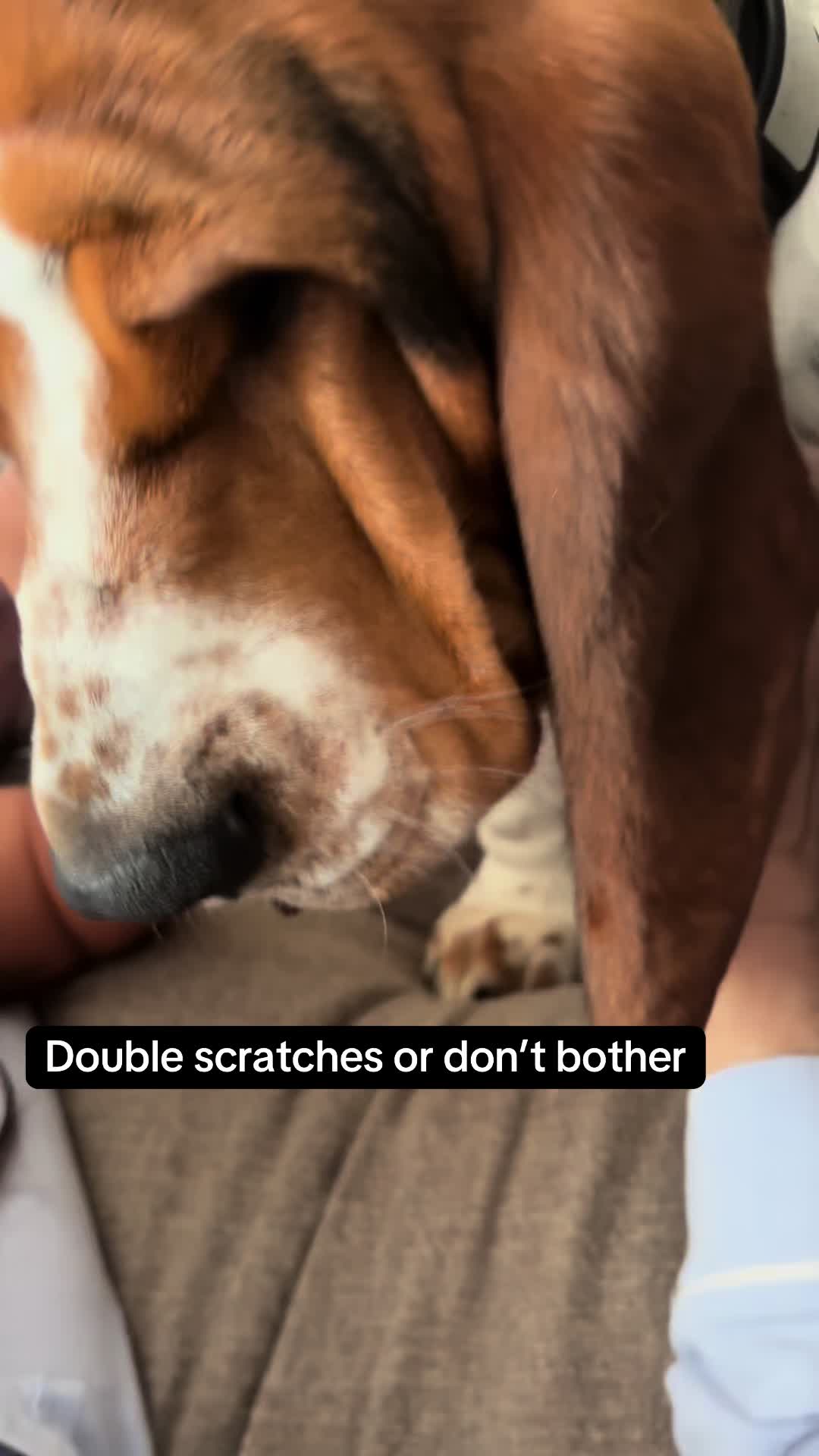 @Chuck Bass The Basset Hound