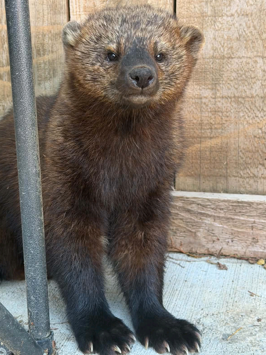 @saveafox
