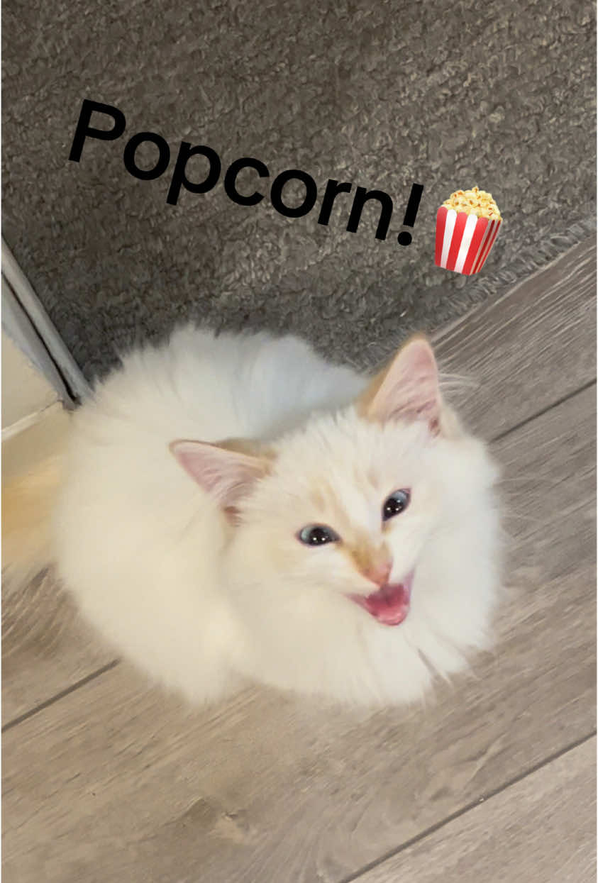 @sugarbottomkittybutton