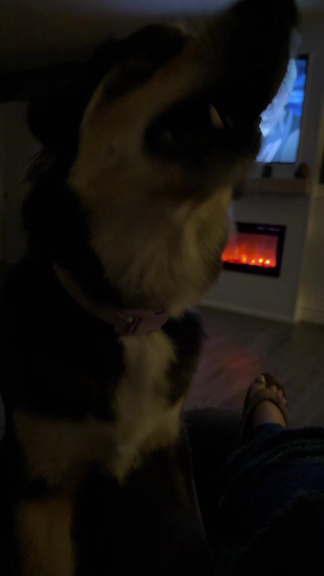 @Hella Paws