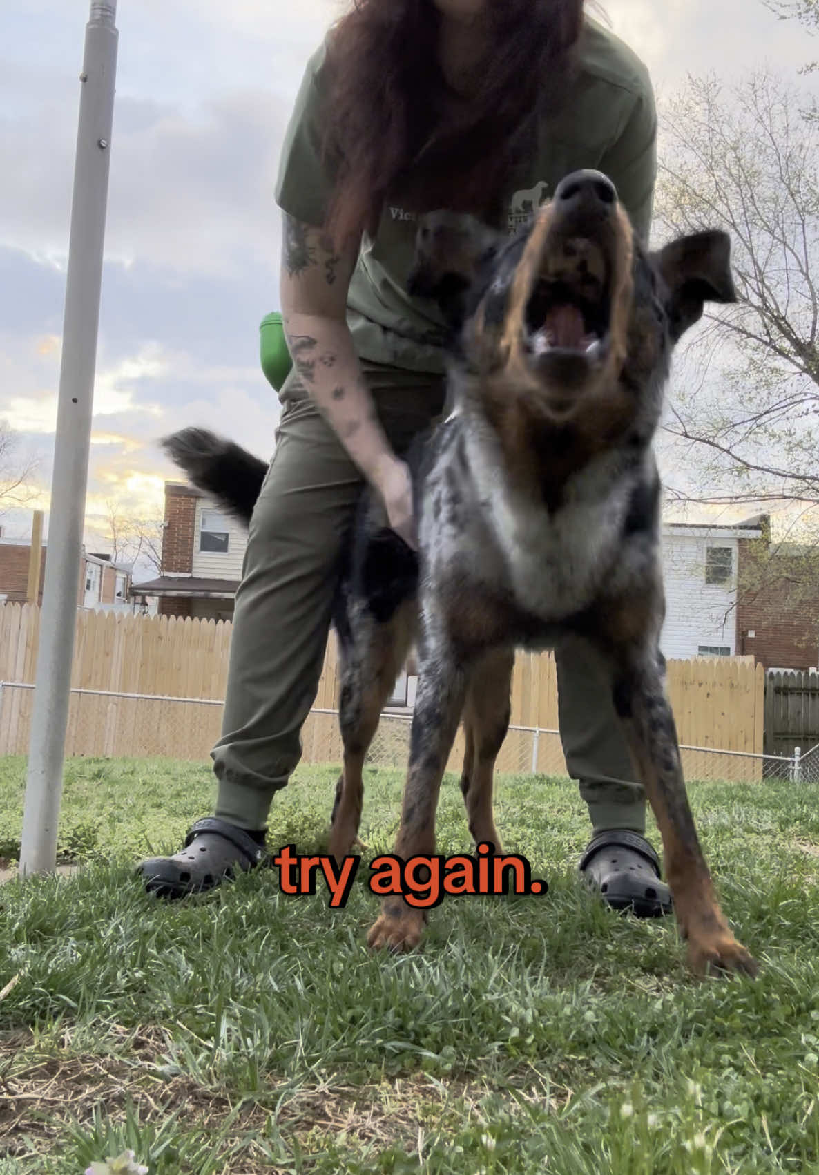 @valkyrie.the.beauceron