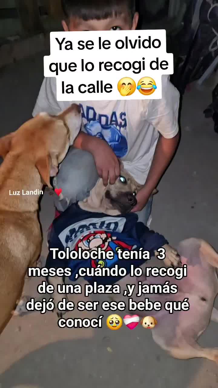 @huellitas de amor 🐾❤️🩹🐶