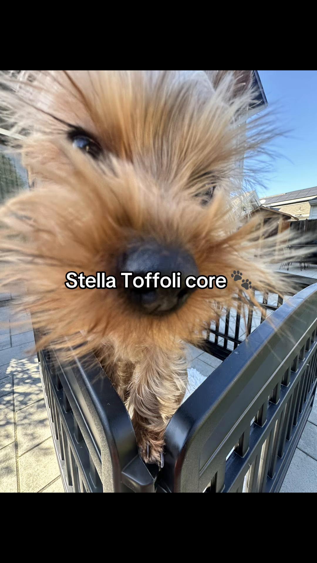 @Cat Toffoli