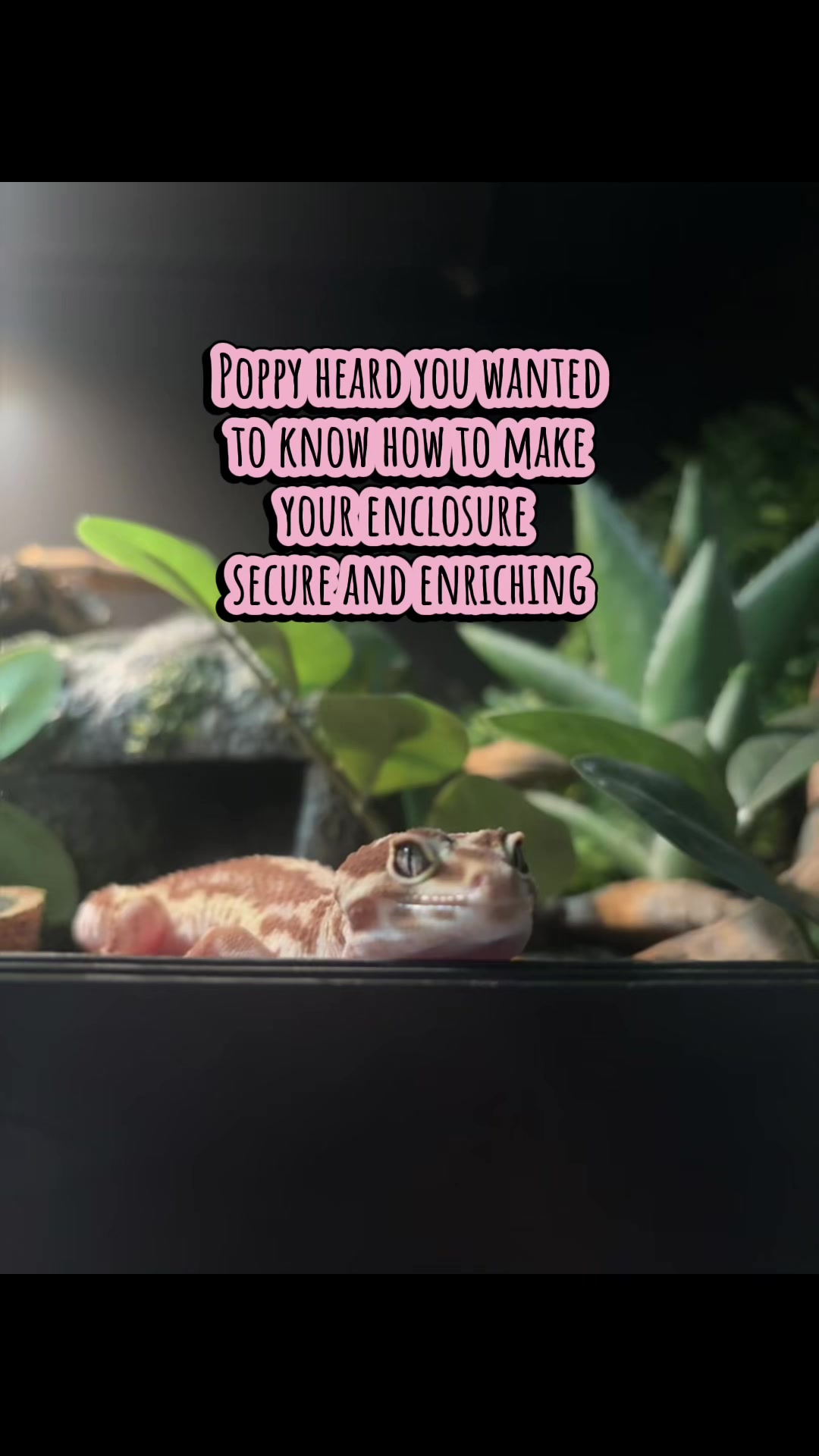 @Megan 🦎 🐈
