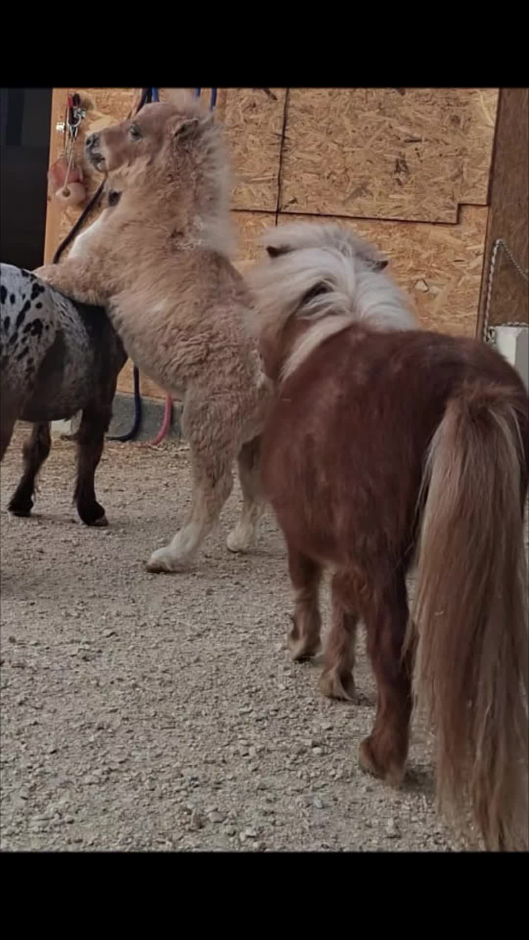@joep.allevamentominipony