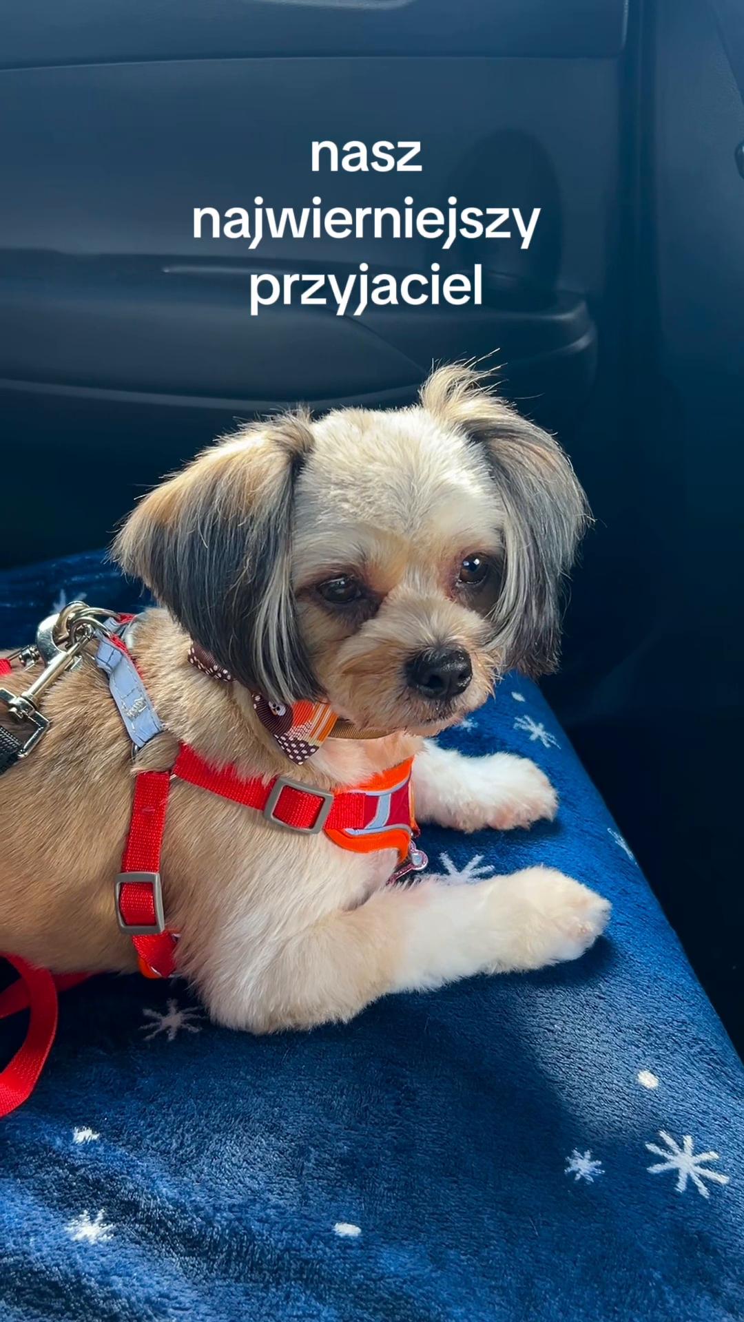 @🐶🐱 Babat 🐕🐈⬛