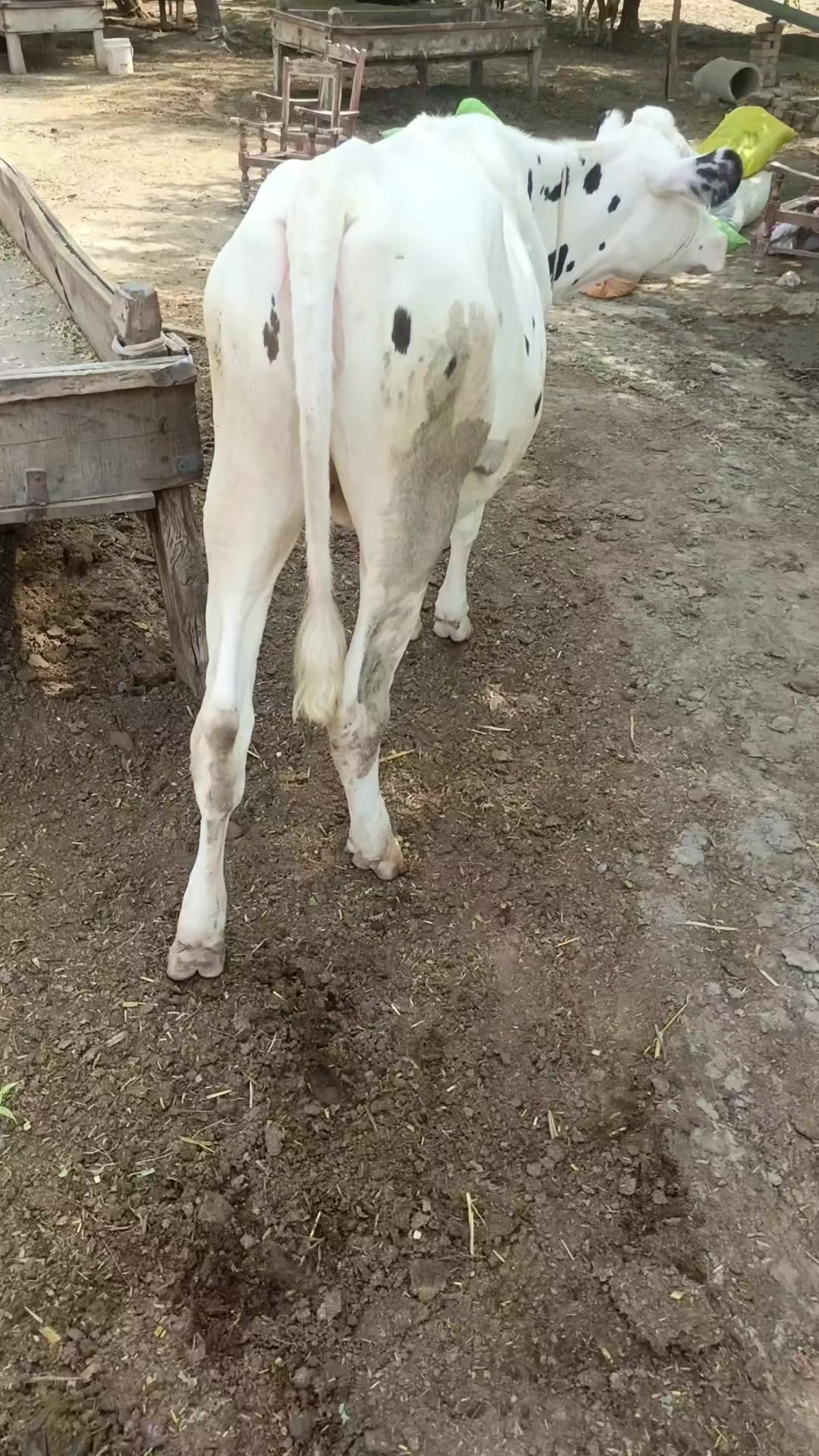 @Usmandairyfarmlayyah