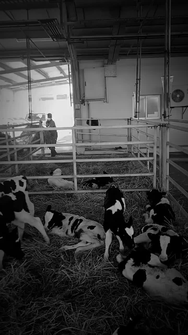 @Cows Farm
