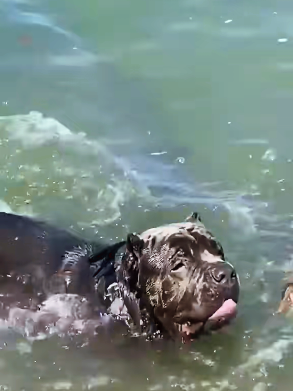 @SalmonCreekCaneCorso