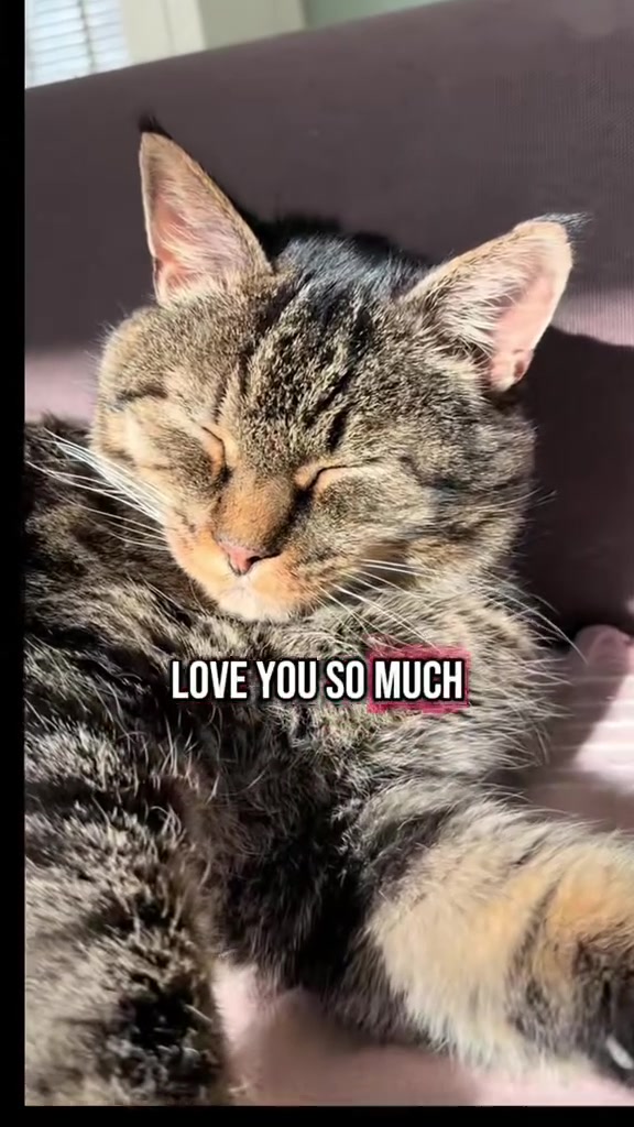 @Joep_the_ rescuecat