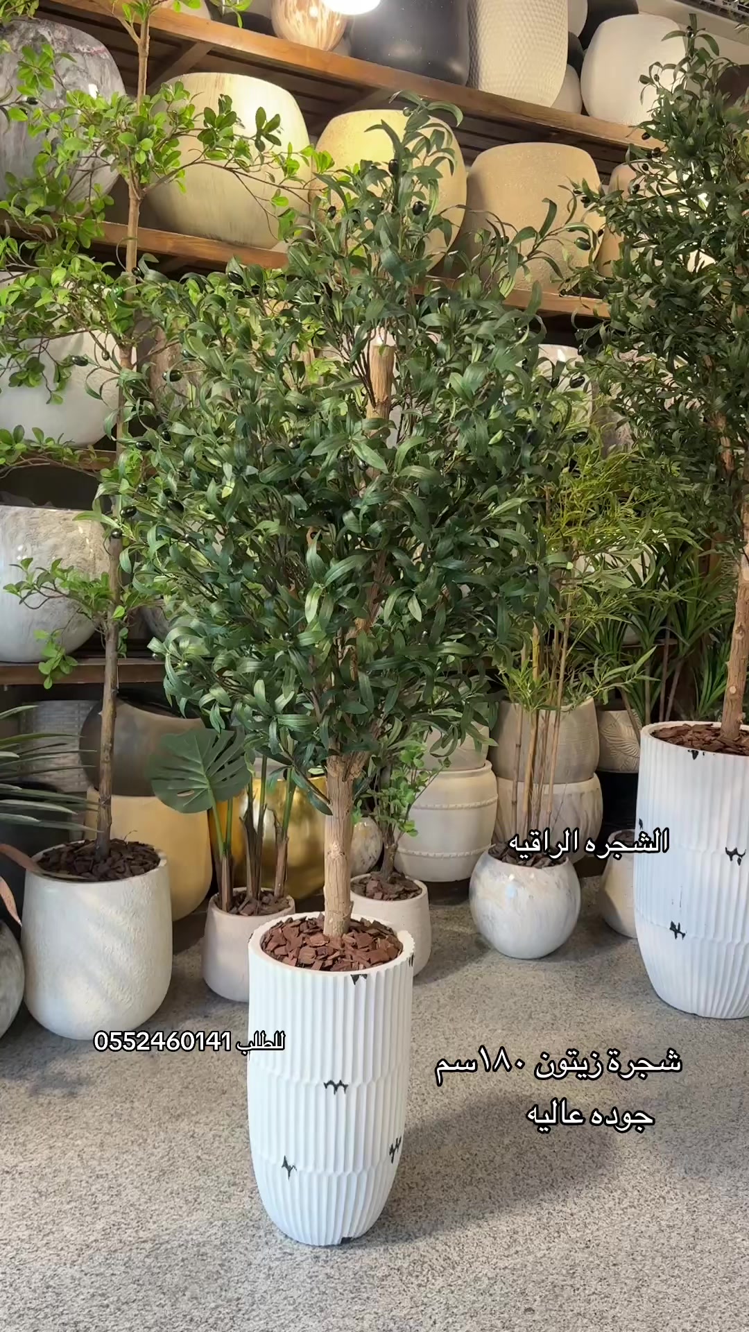 @الشجره الراقيه(زهور المملكه)🌴