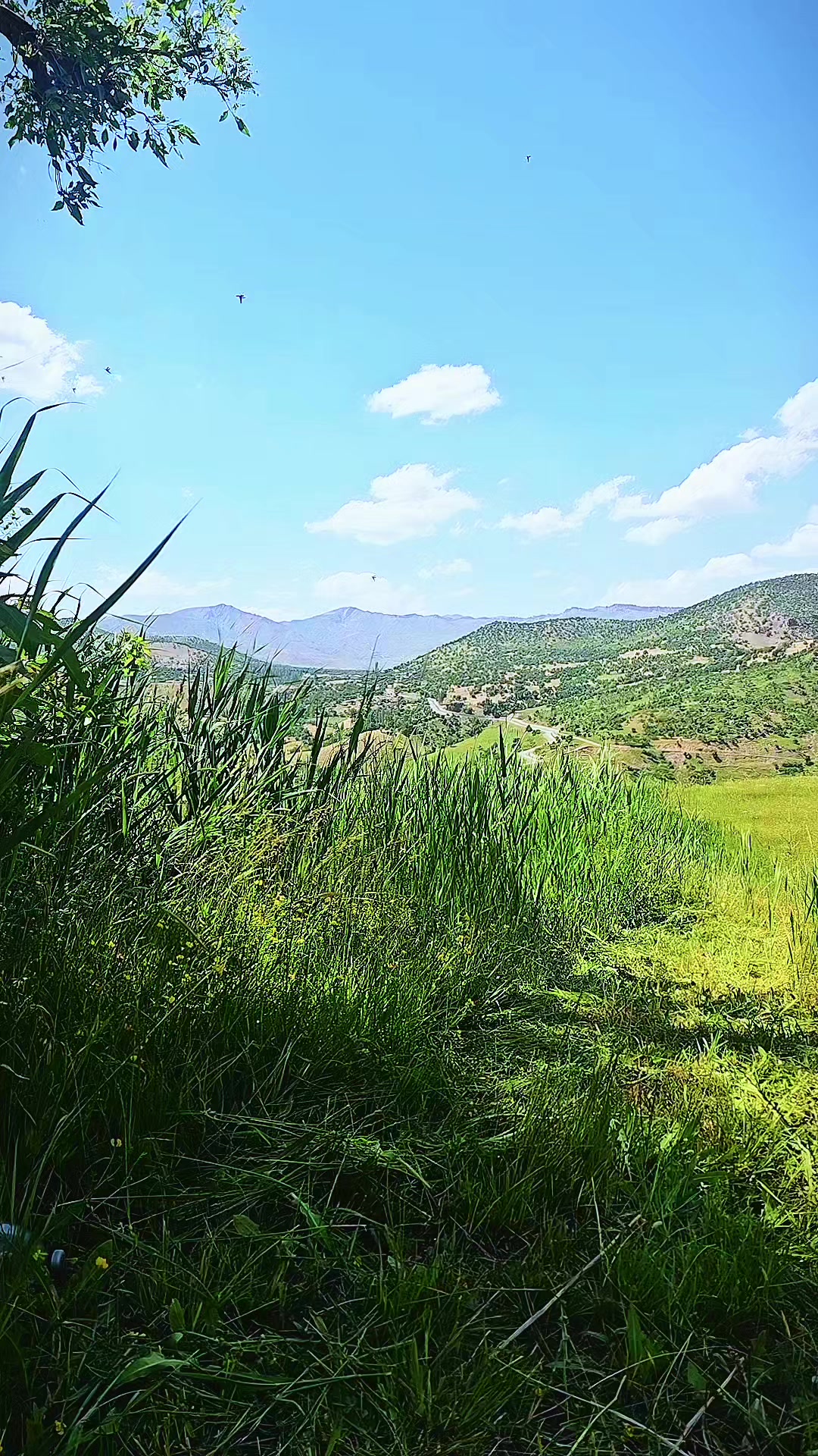 @Şahabettin