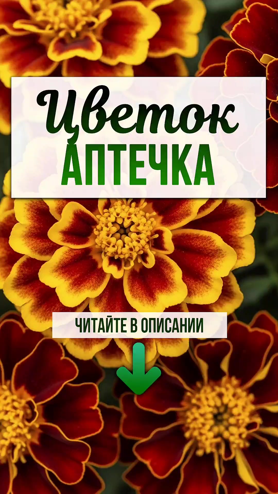 @ЗОЖнавигатор