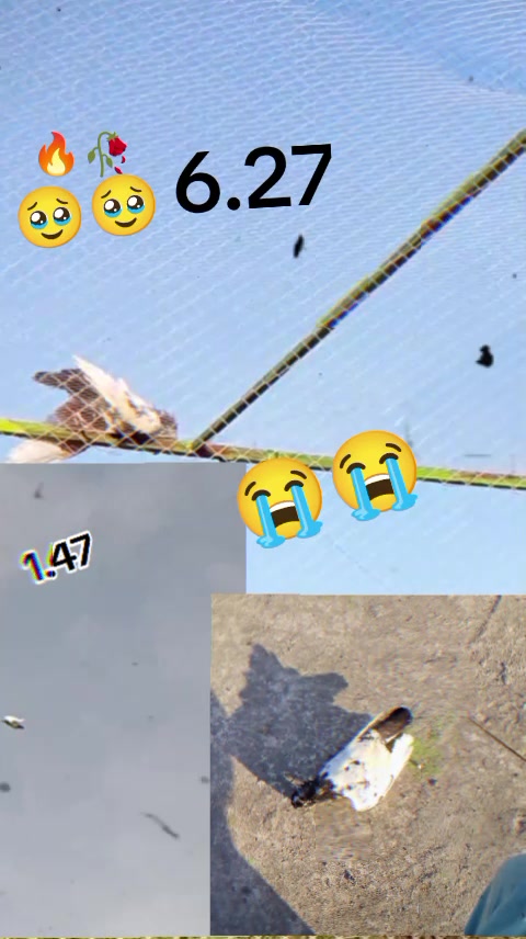 @🚩Aryan da shook 🚩