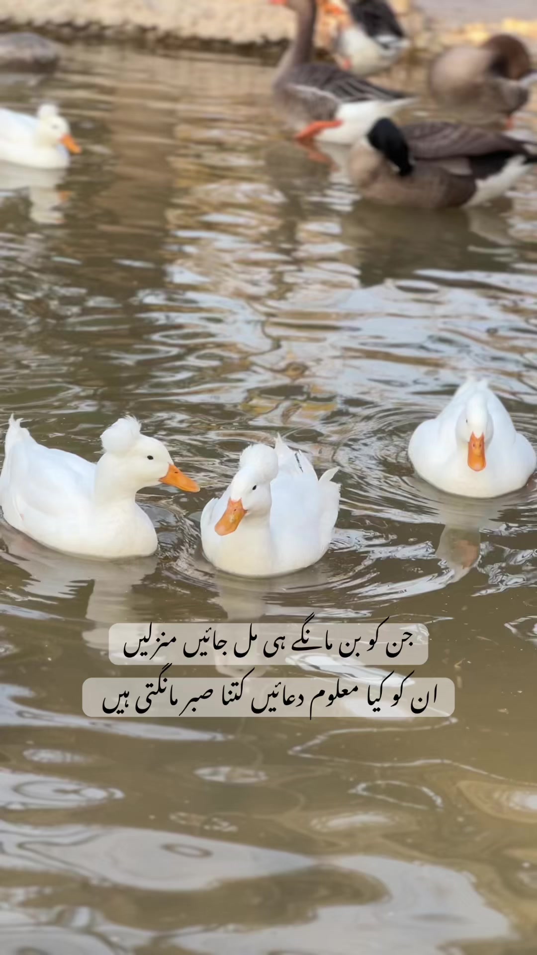 @Sam_ن