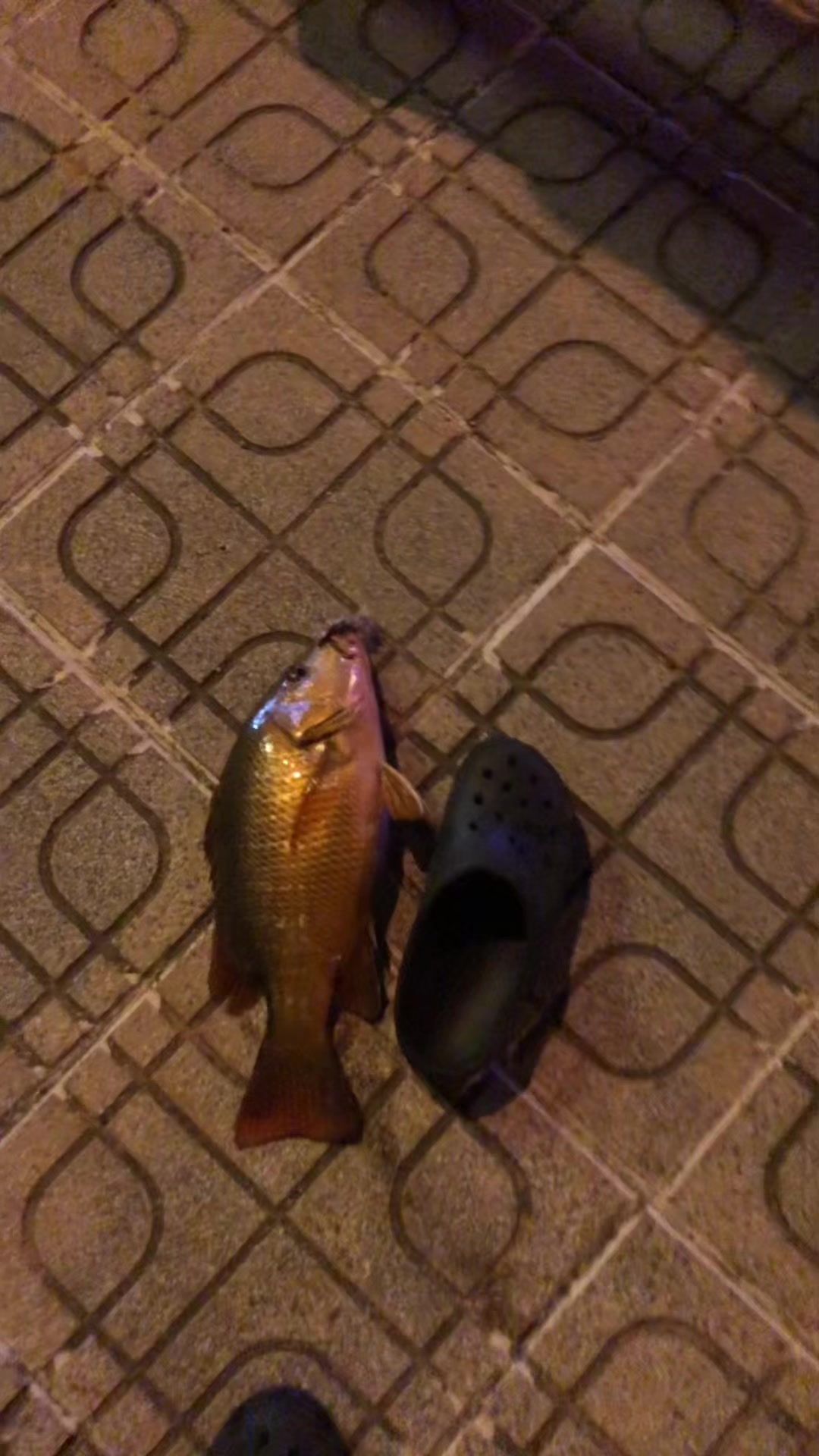 @câu cá Nha Trang
