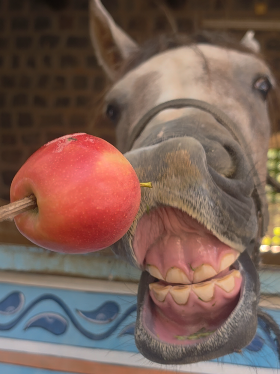 @funny:)animalsbytwins