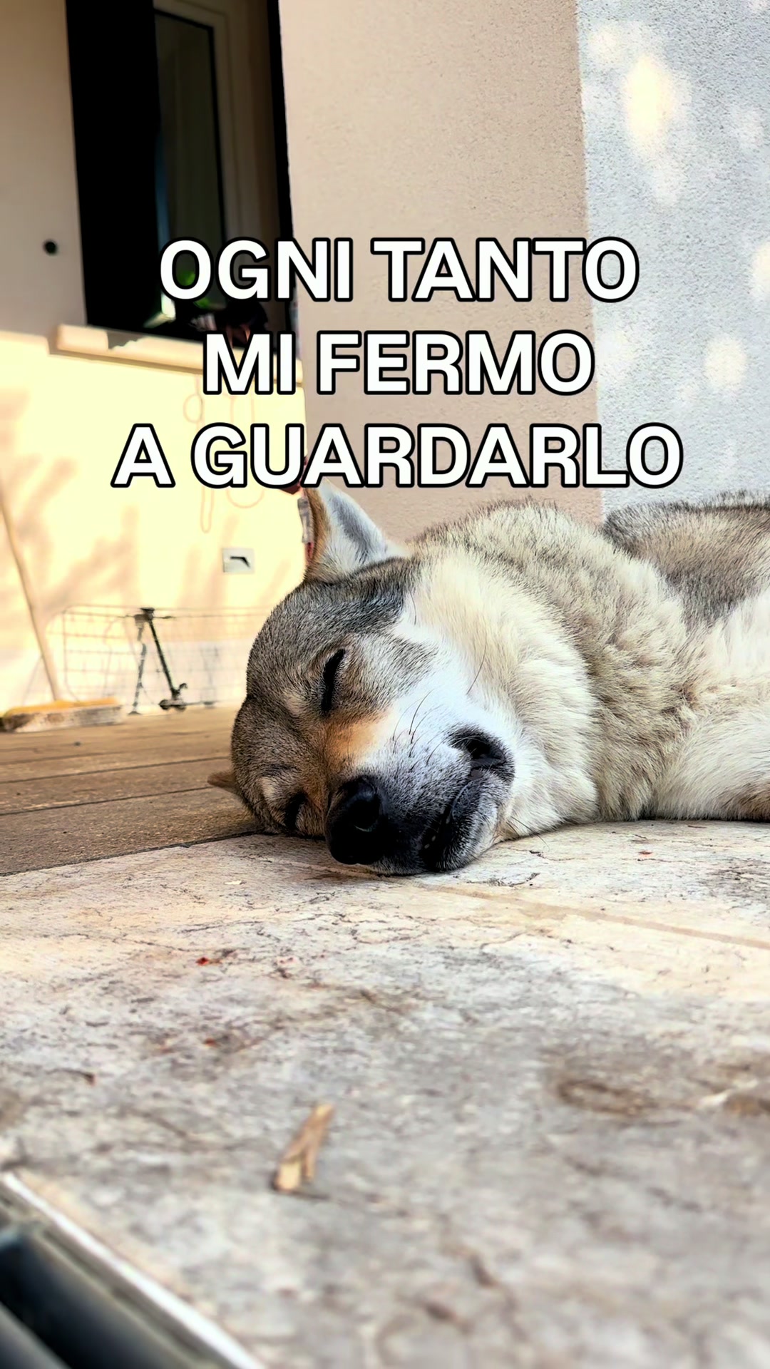 @Walking Wolf