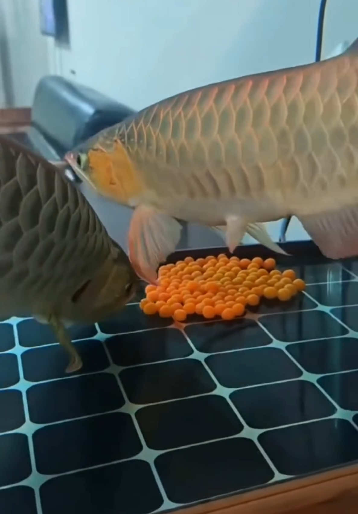 @MK AROWANA SPECIALIST