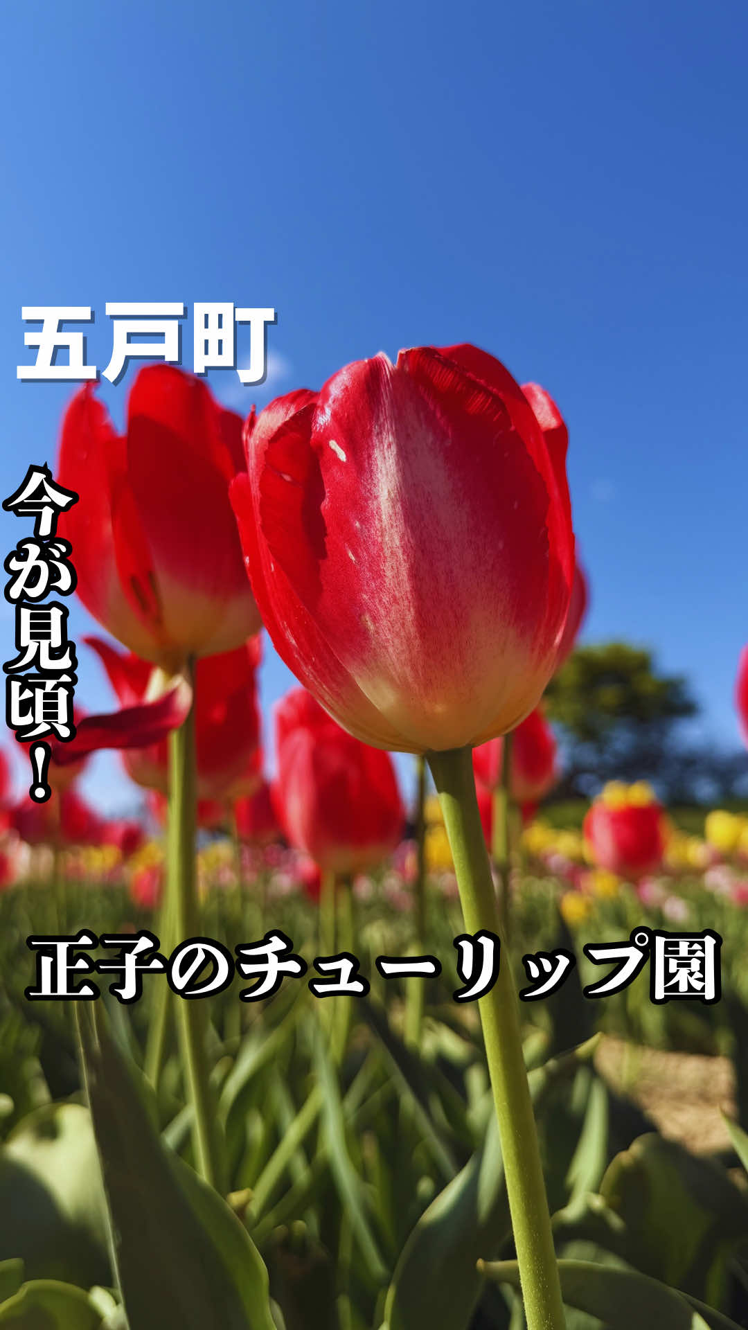 @海広_青森