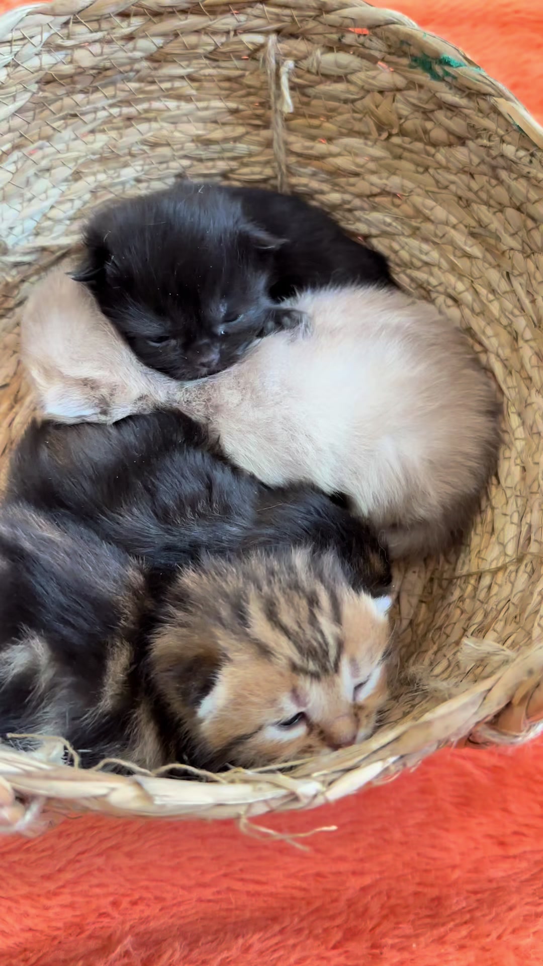 @cat.sheri.kittens