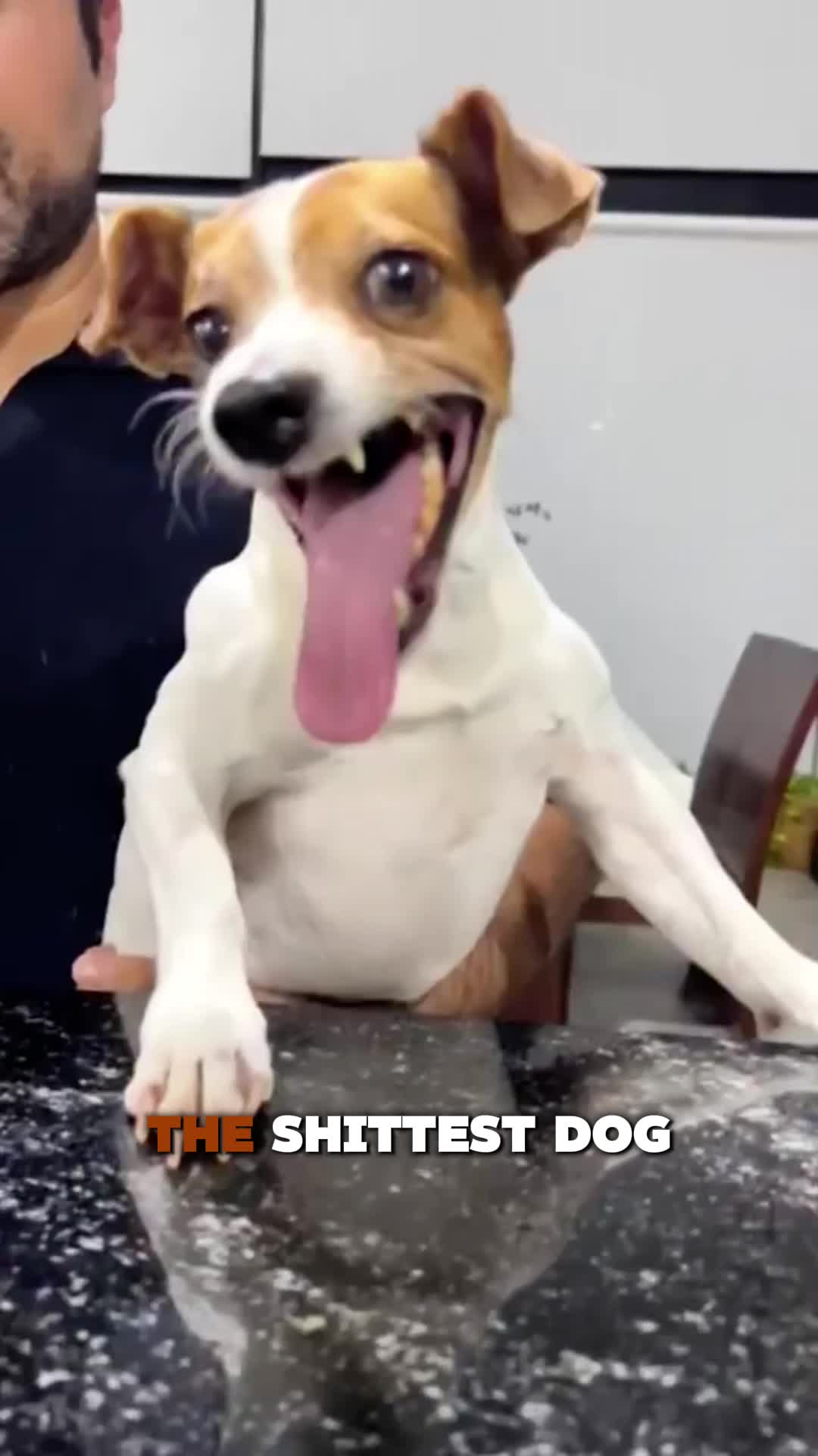 @PawblemsDaily