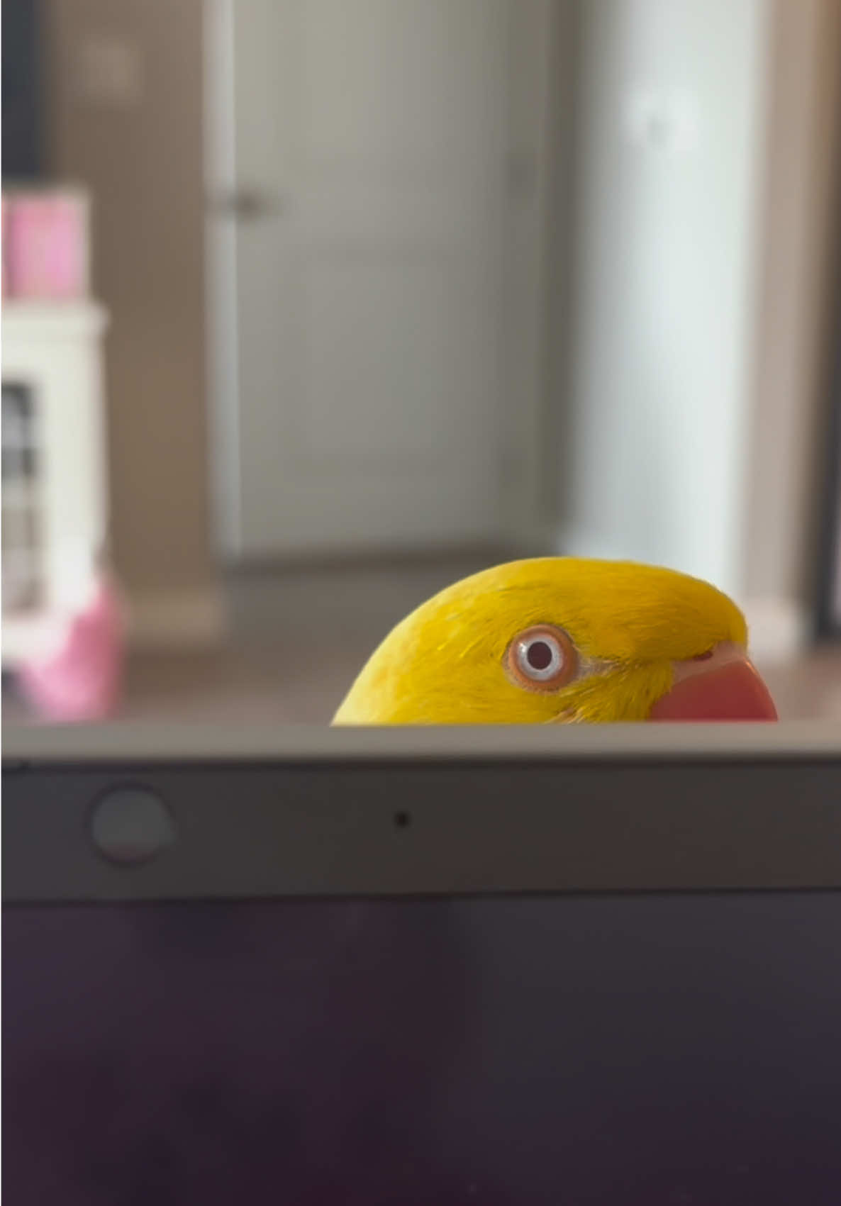 @TWINKIE 🐥