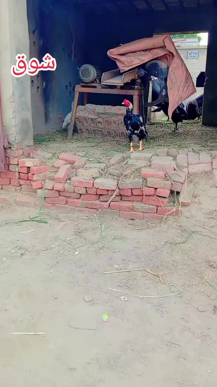@عرفان ماہی 🇸🇦