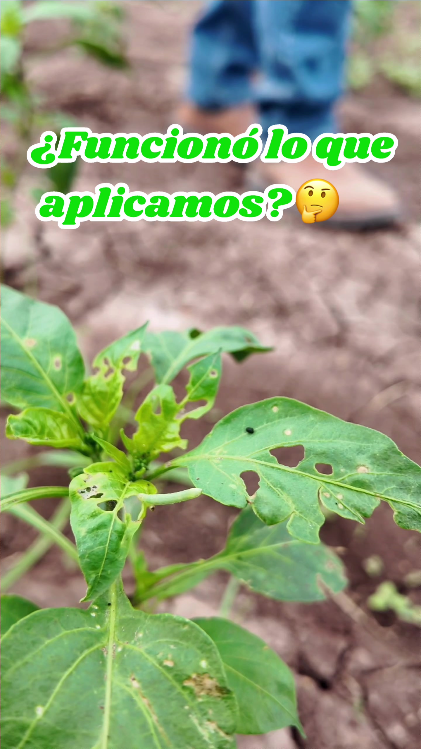 @elagronomo.lm