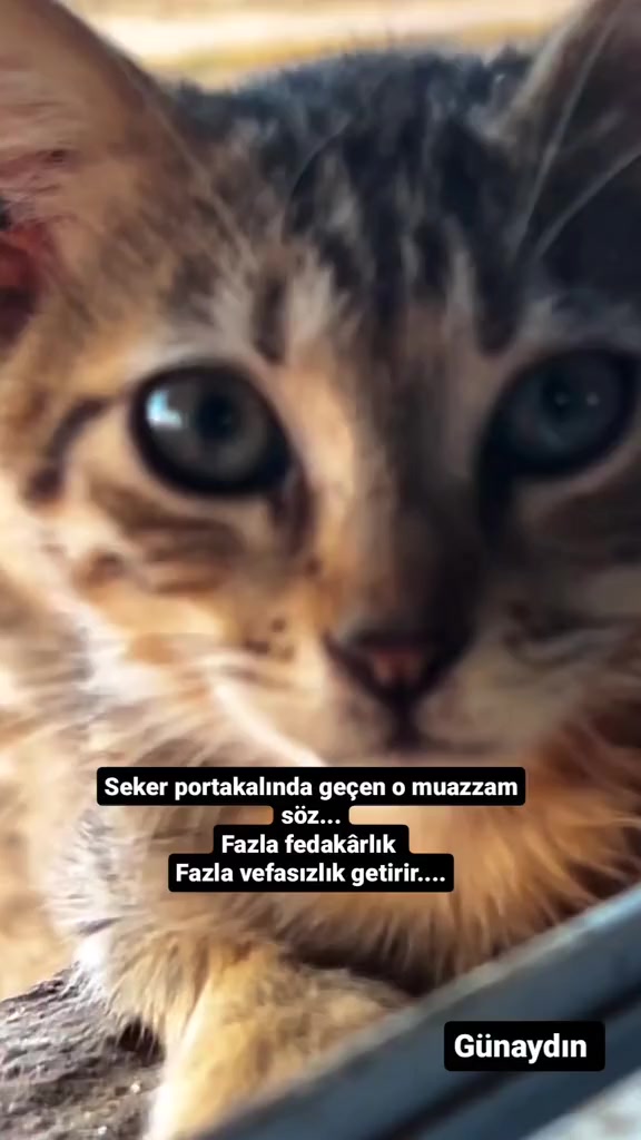 @Berk Özgür