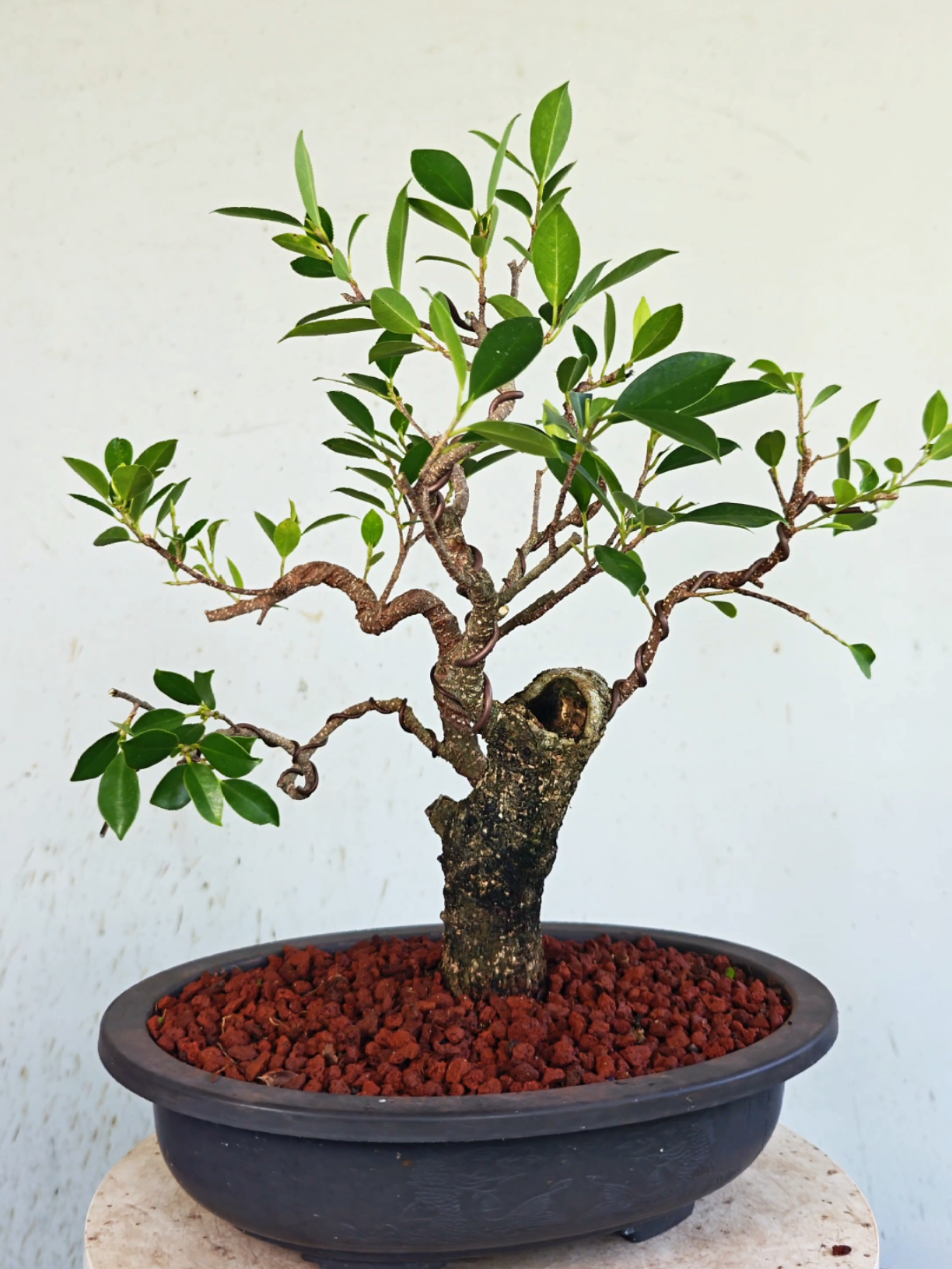 @Bryan Loves Bonsai