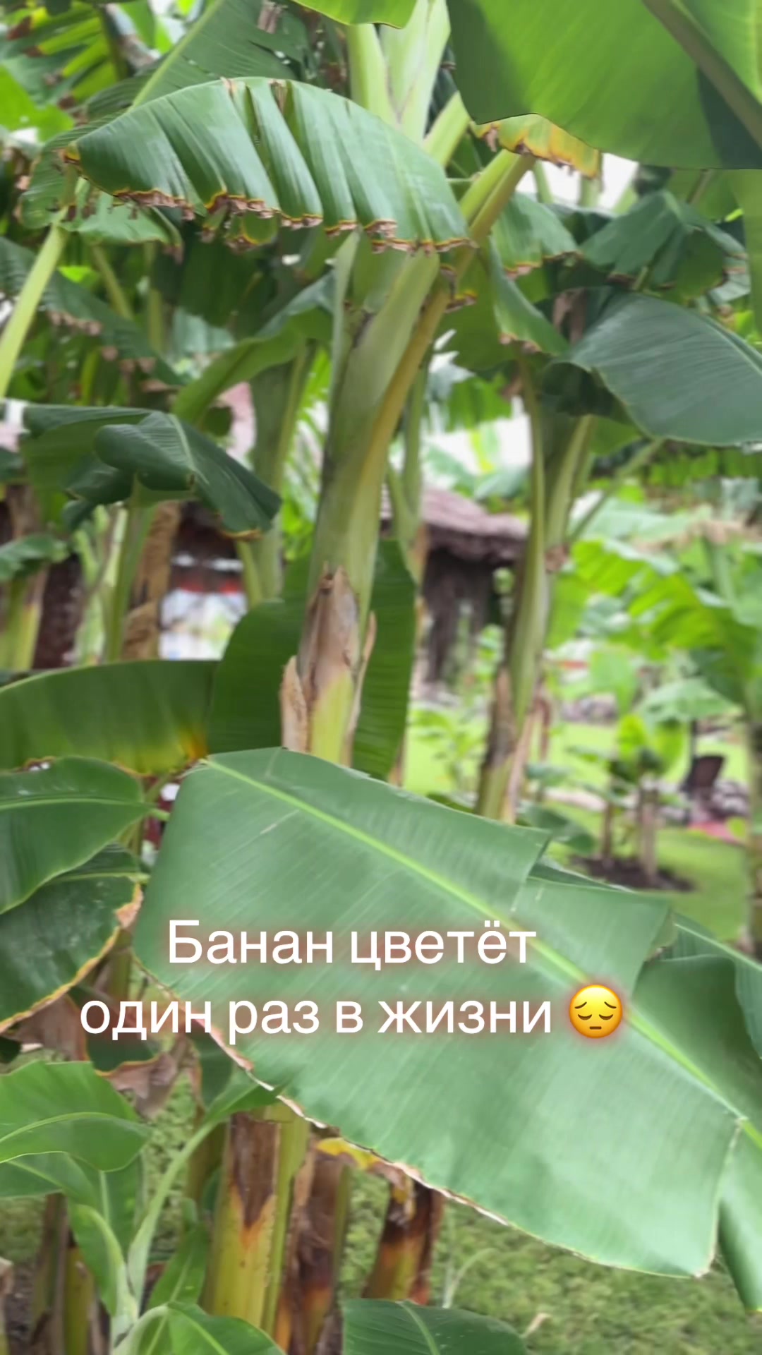 @olga