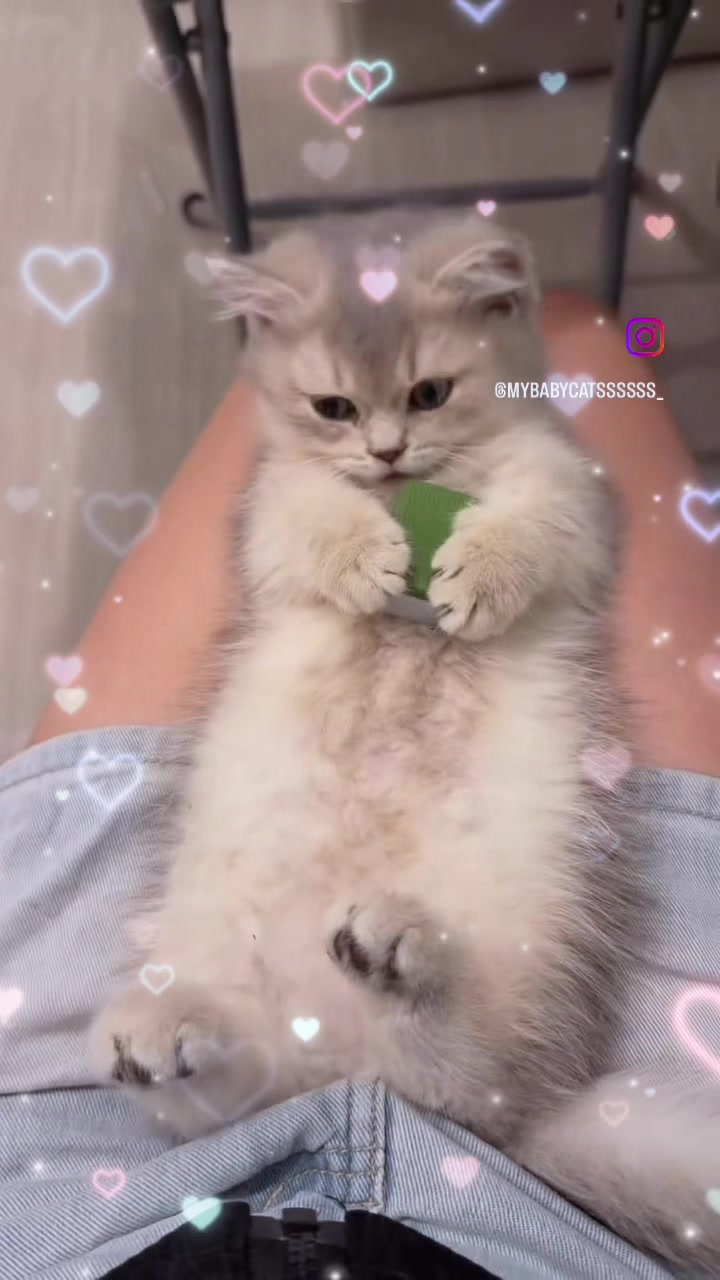 @UCHINOKOmohumohu