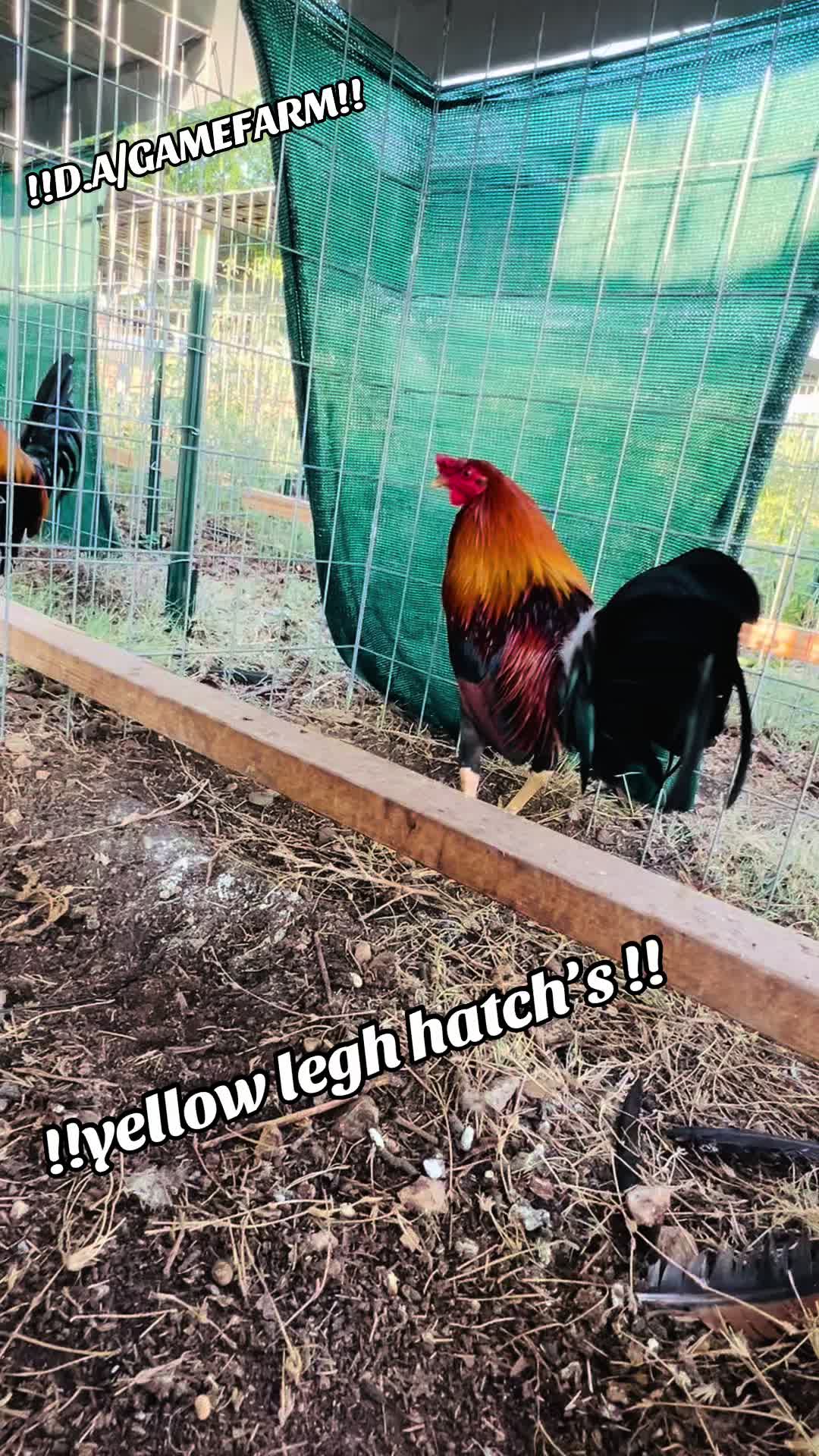 @DAgamefarm