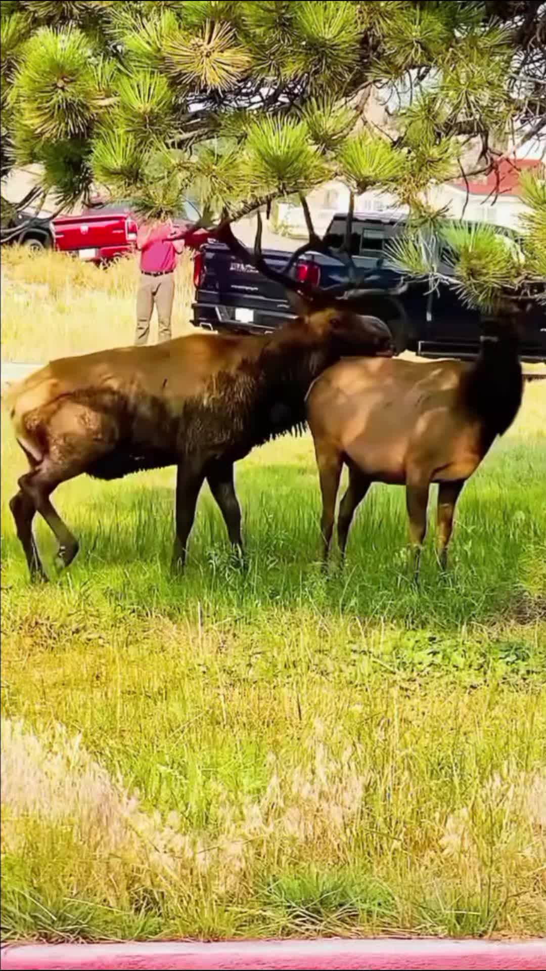 @Bull Elk Nation