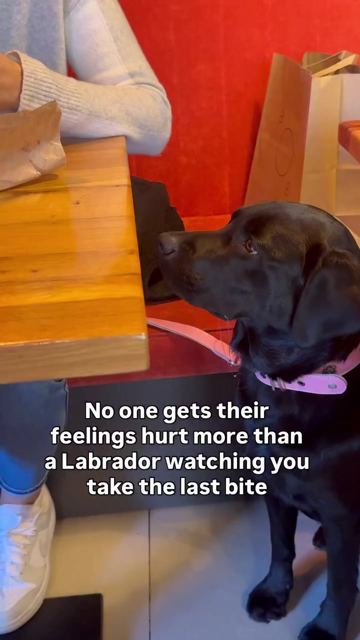 @lisatheblacklab