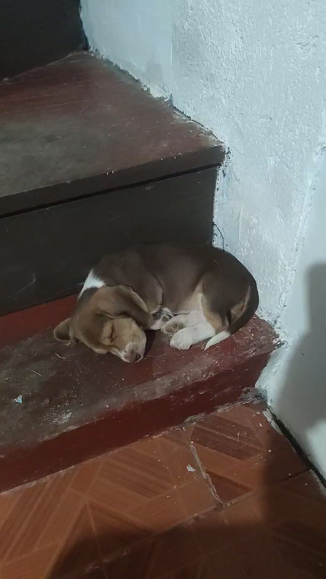 @Pawborito