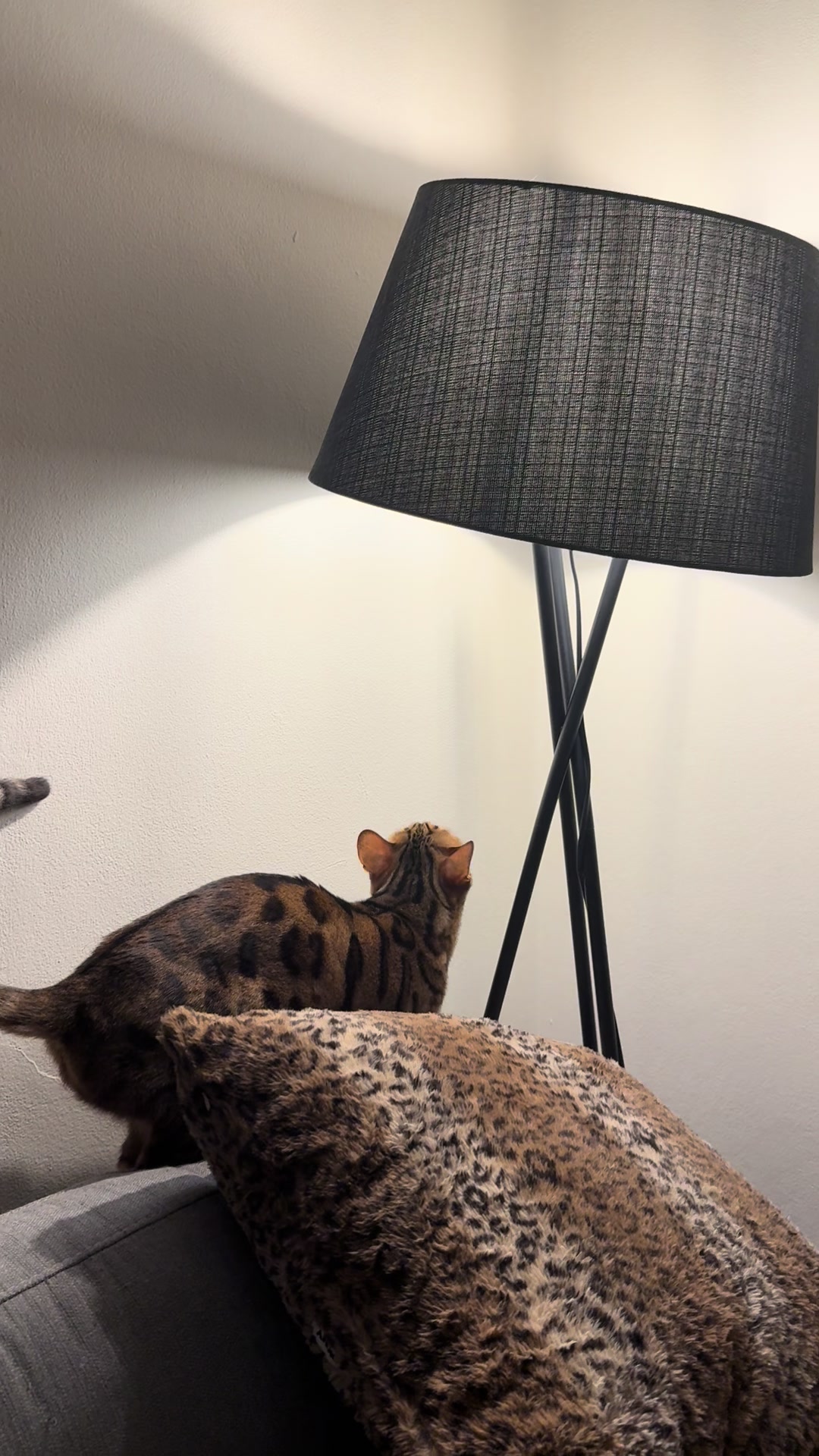 @mitmitcats