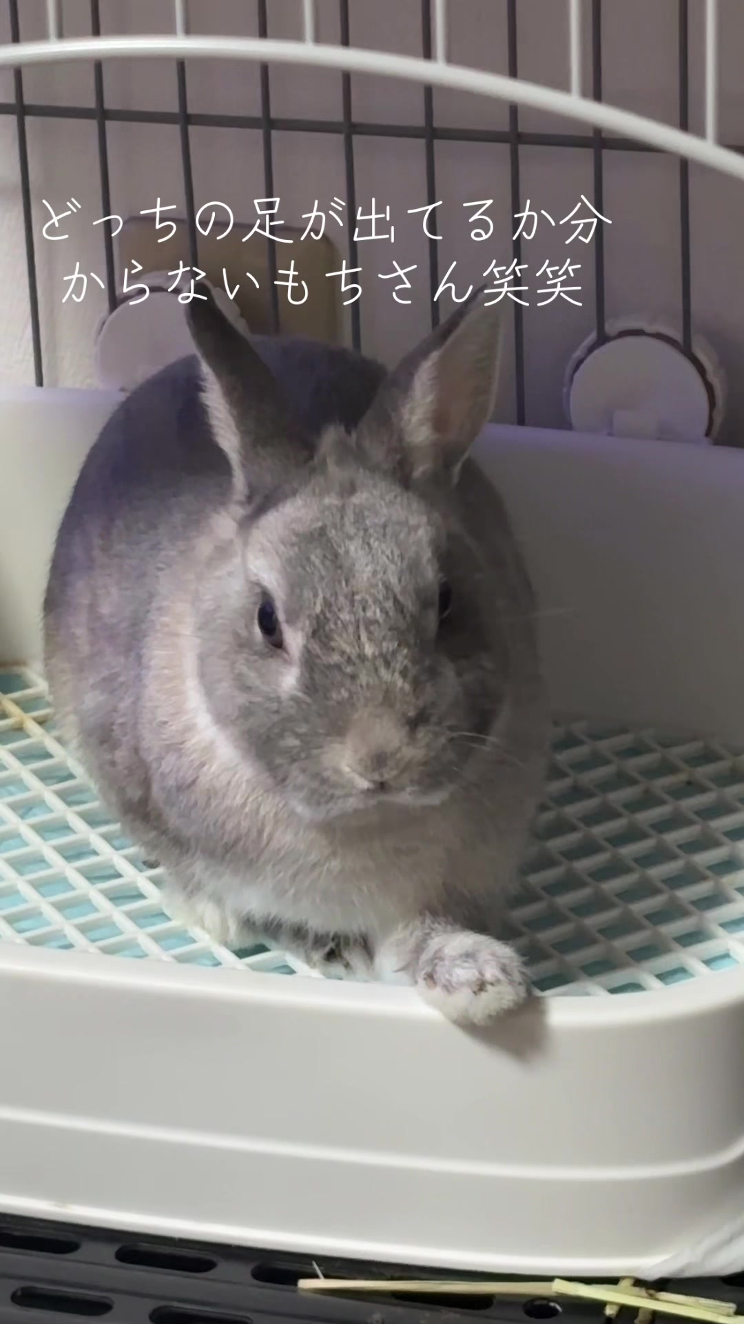 @たまご✌️なずなのだ🍏🐭🫐