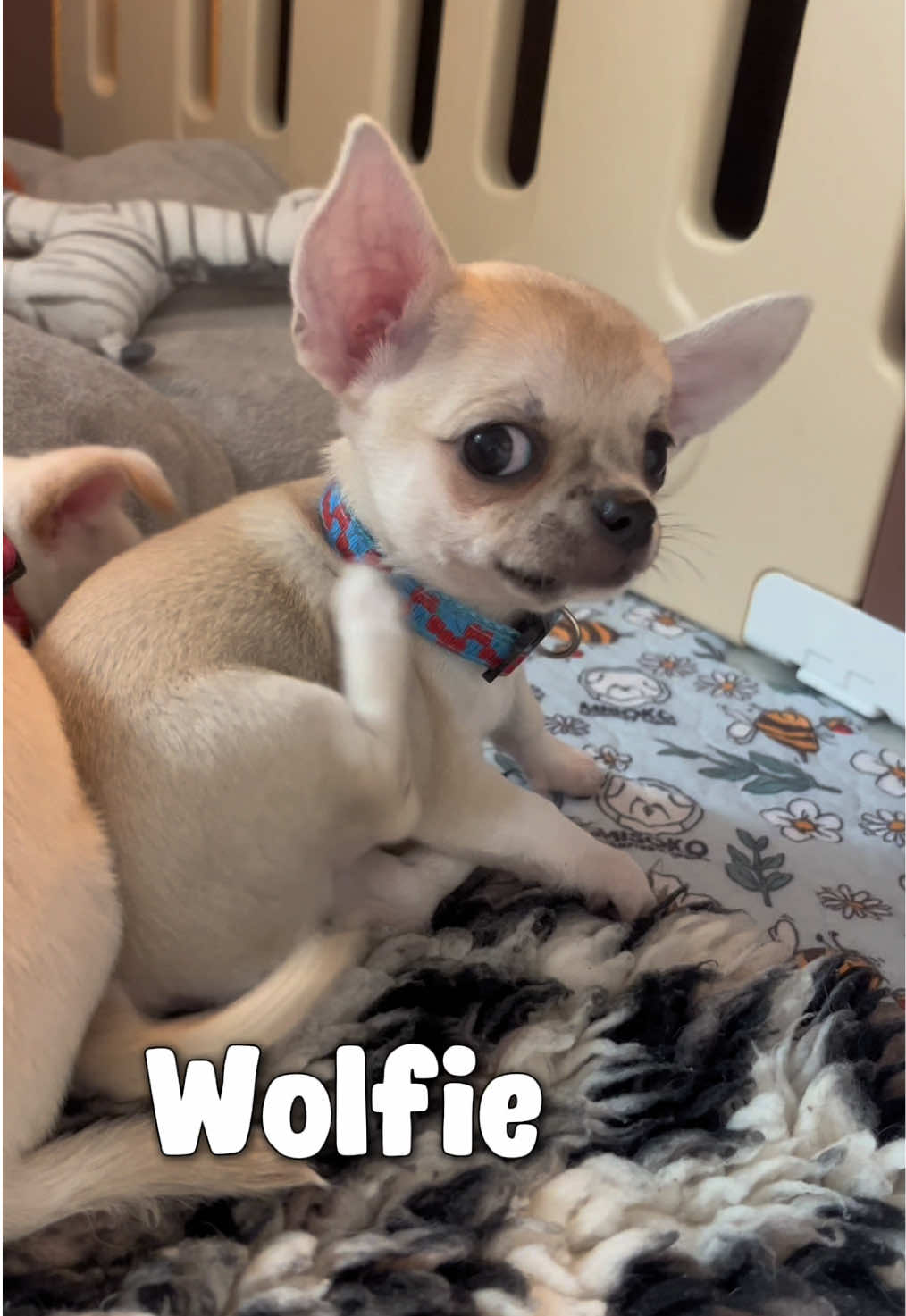 @Danielle |(chihuahua)mama 🐕🩵