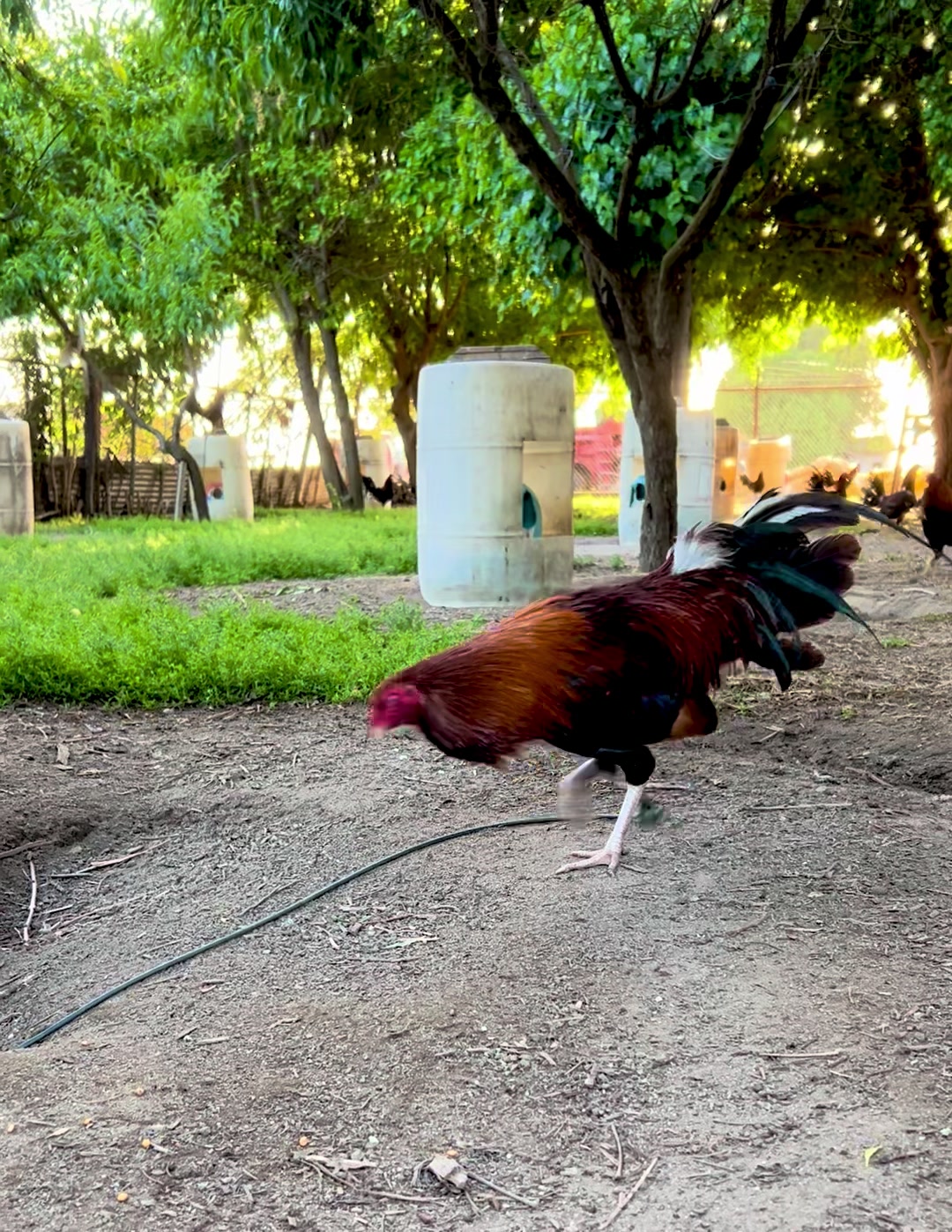 @Villarreal Farm