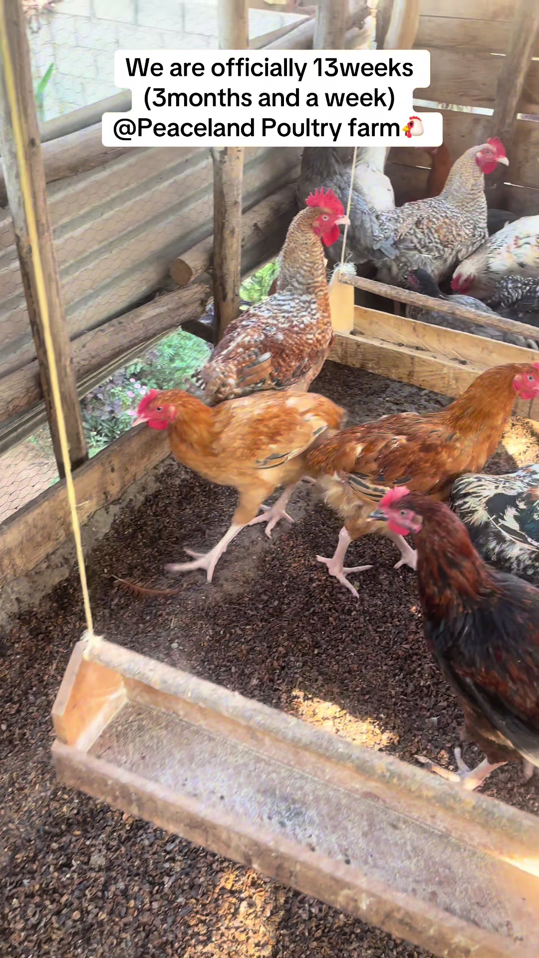 @Peaceland Poultry Farm🐔🐣🐓