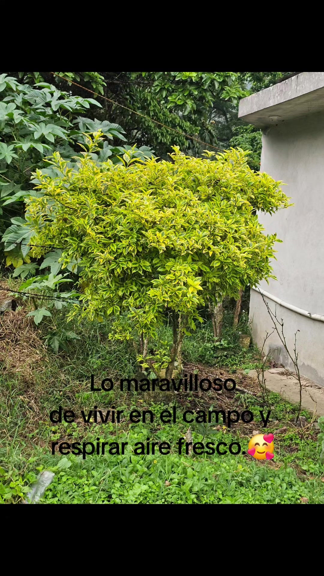 @Angelica