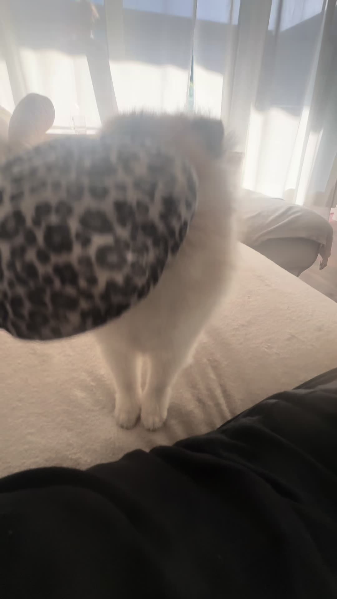 @mocxkrt