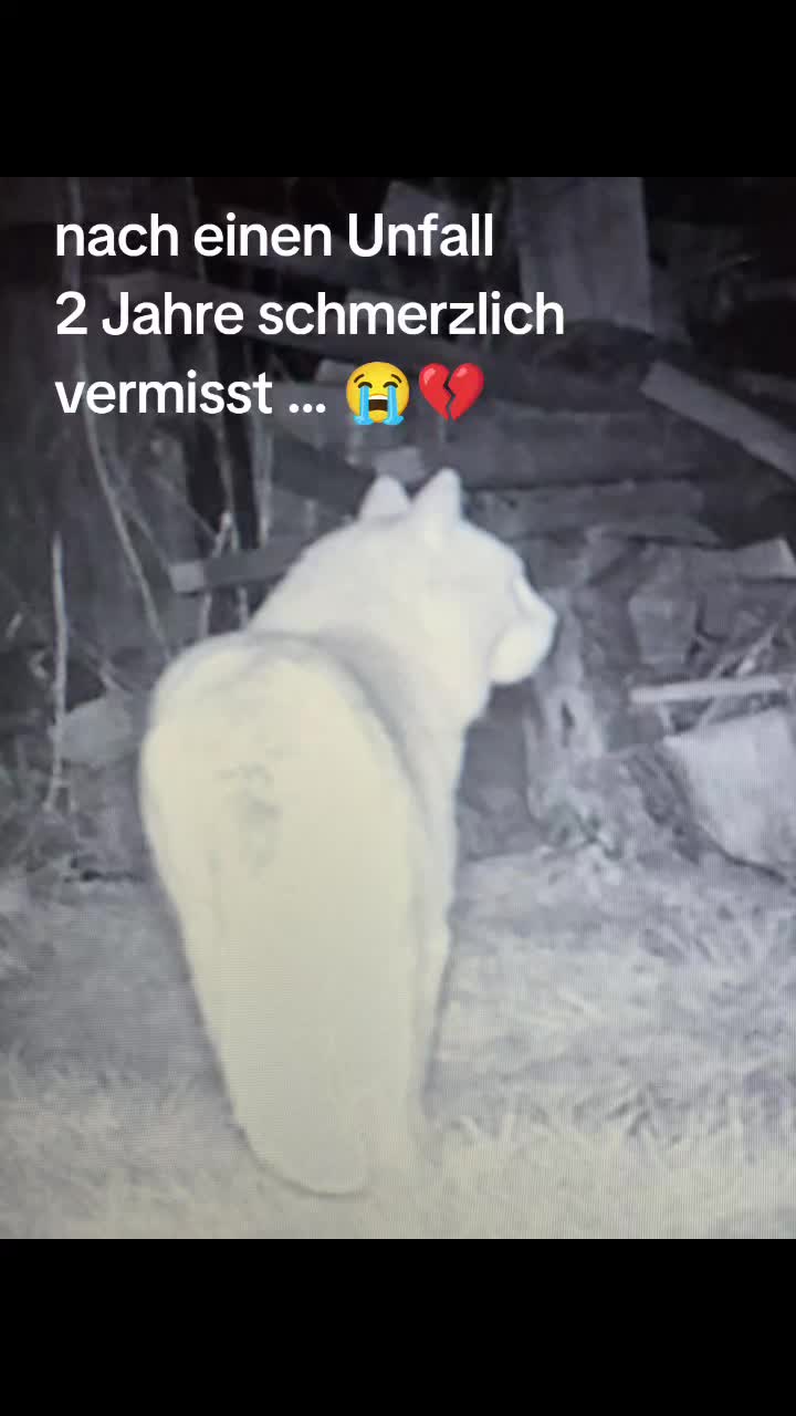 @🧚Steffilein🧚