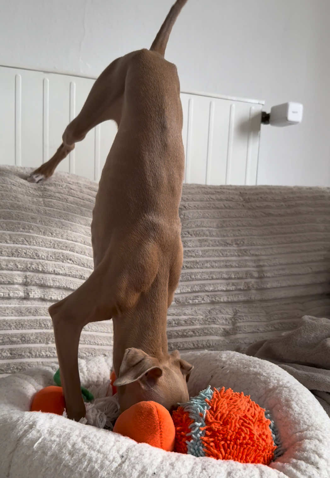@Nacho Django Churro the Iggys