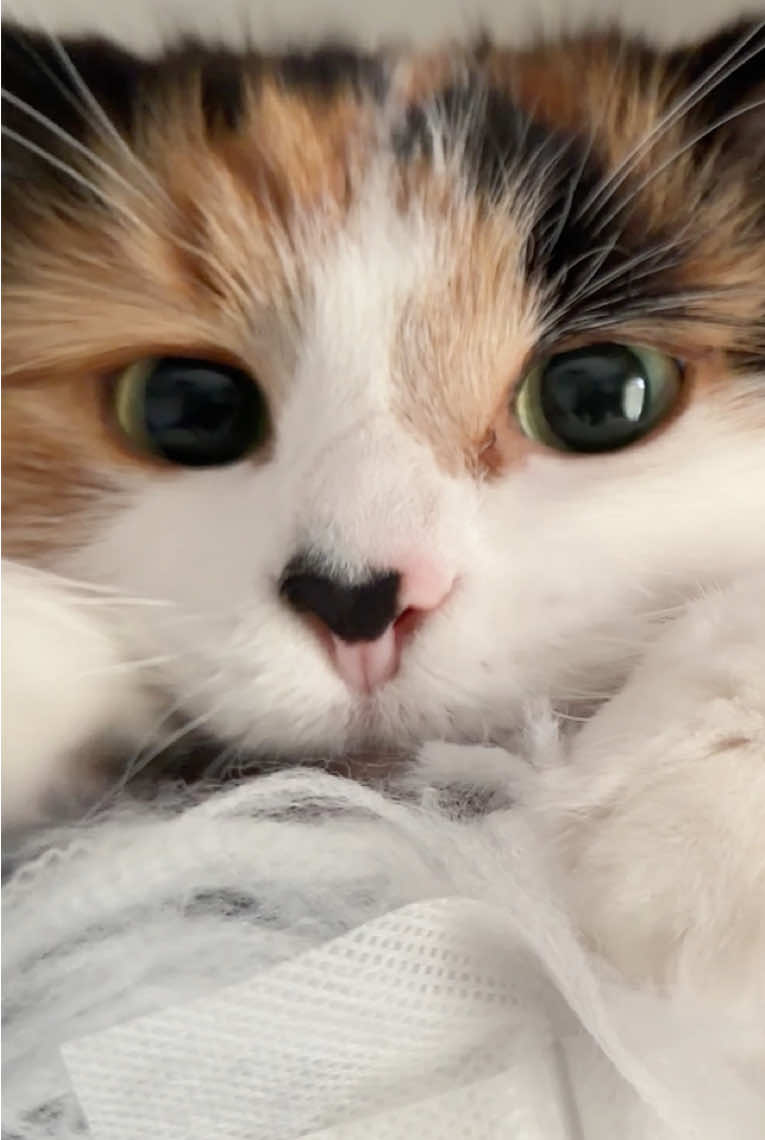 @The Oreo Cat