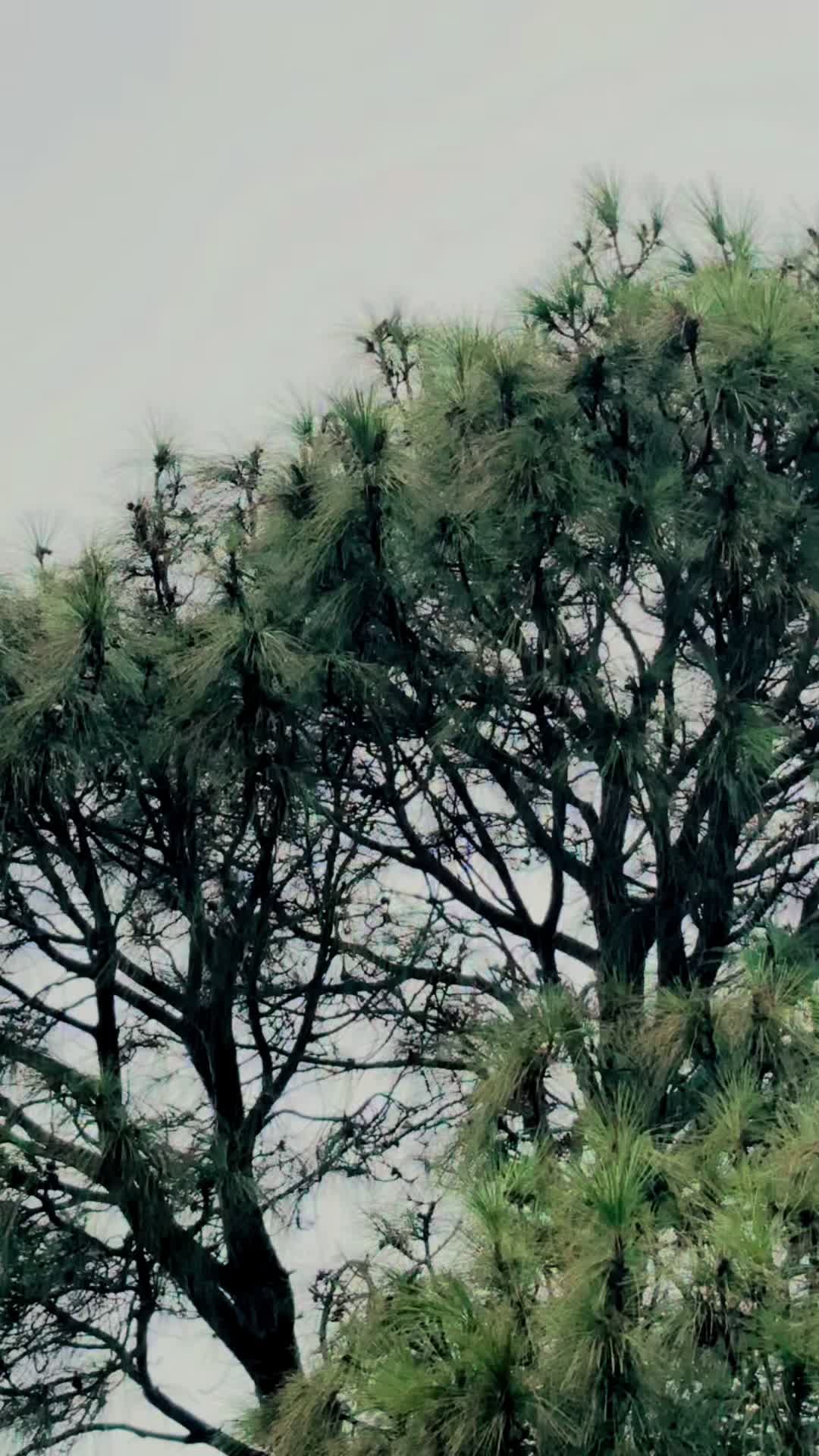 @꧁༺🥷👑🦅 کامران ستی نڑھ آلا ༺꧂